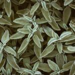 sage green fashion trend