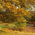 autumn colour trends uk