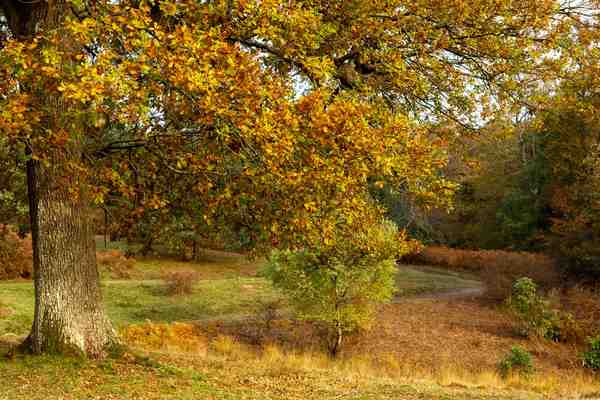 autumn colour trends uk